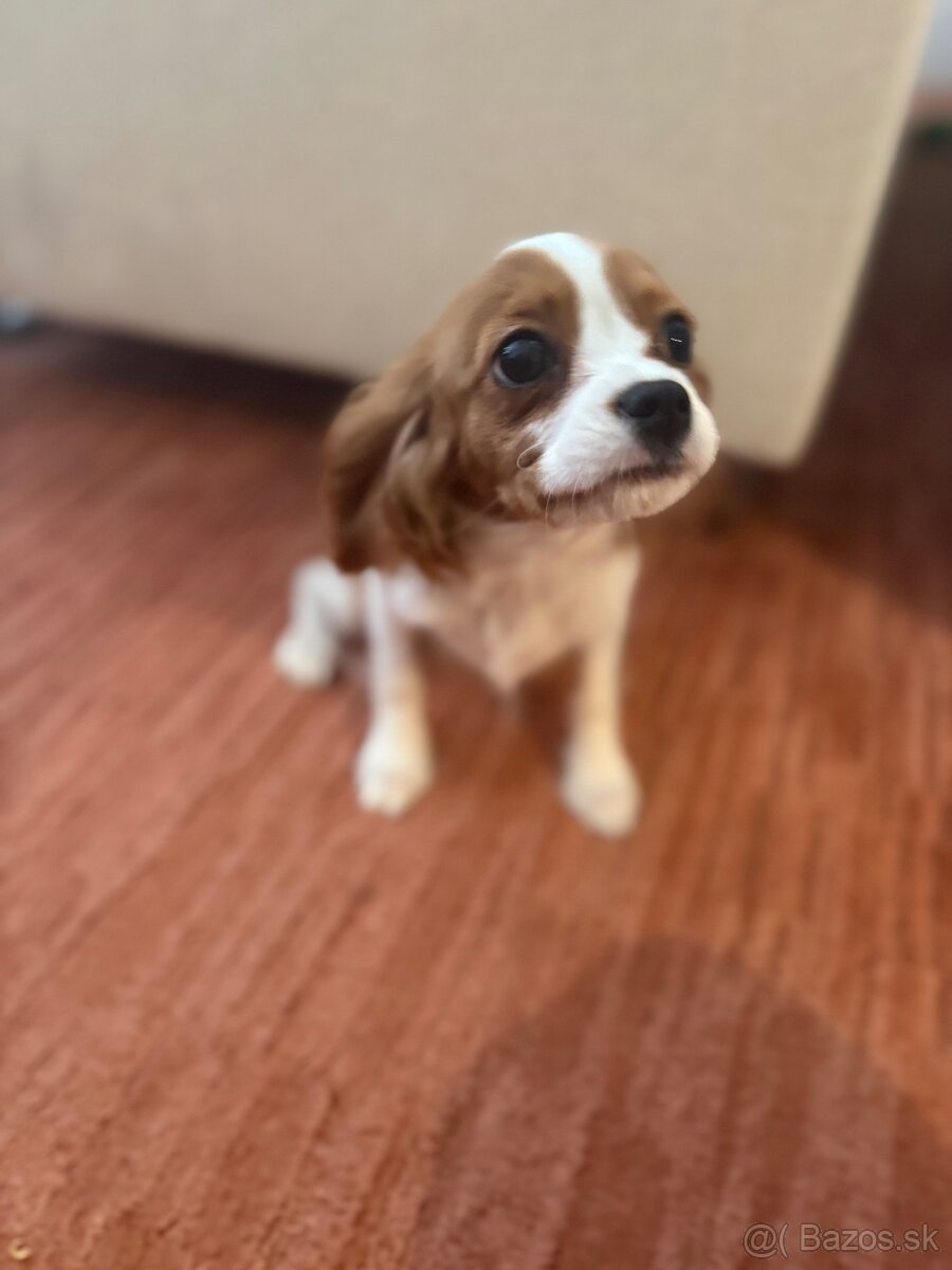 Cavalier