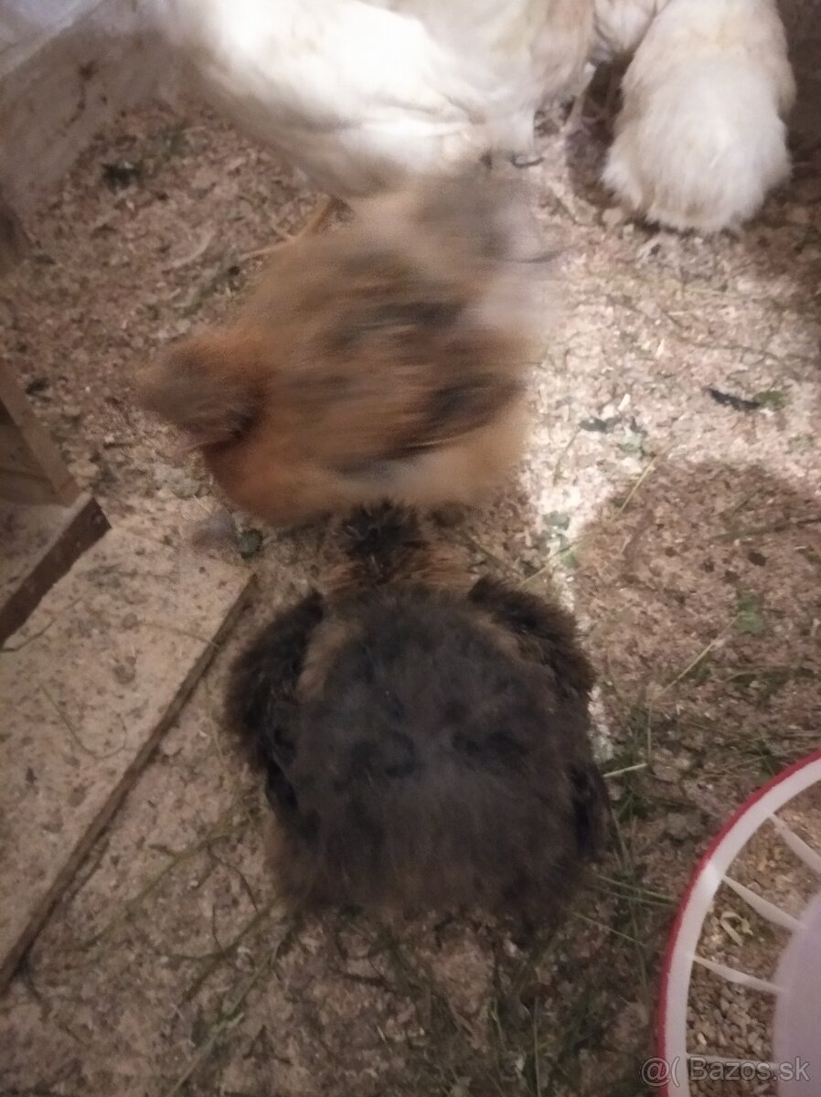 Predám sliepky