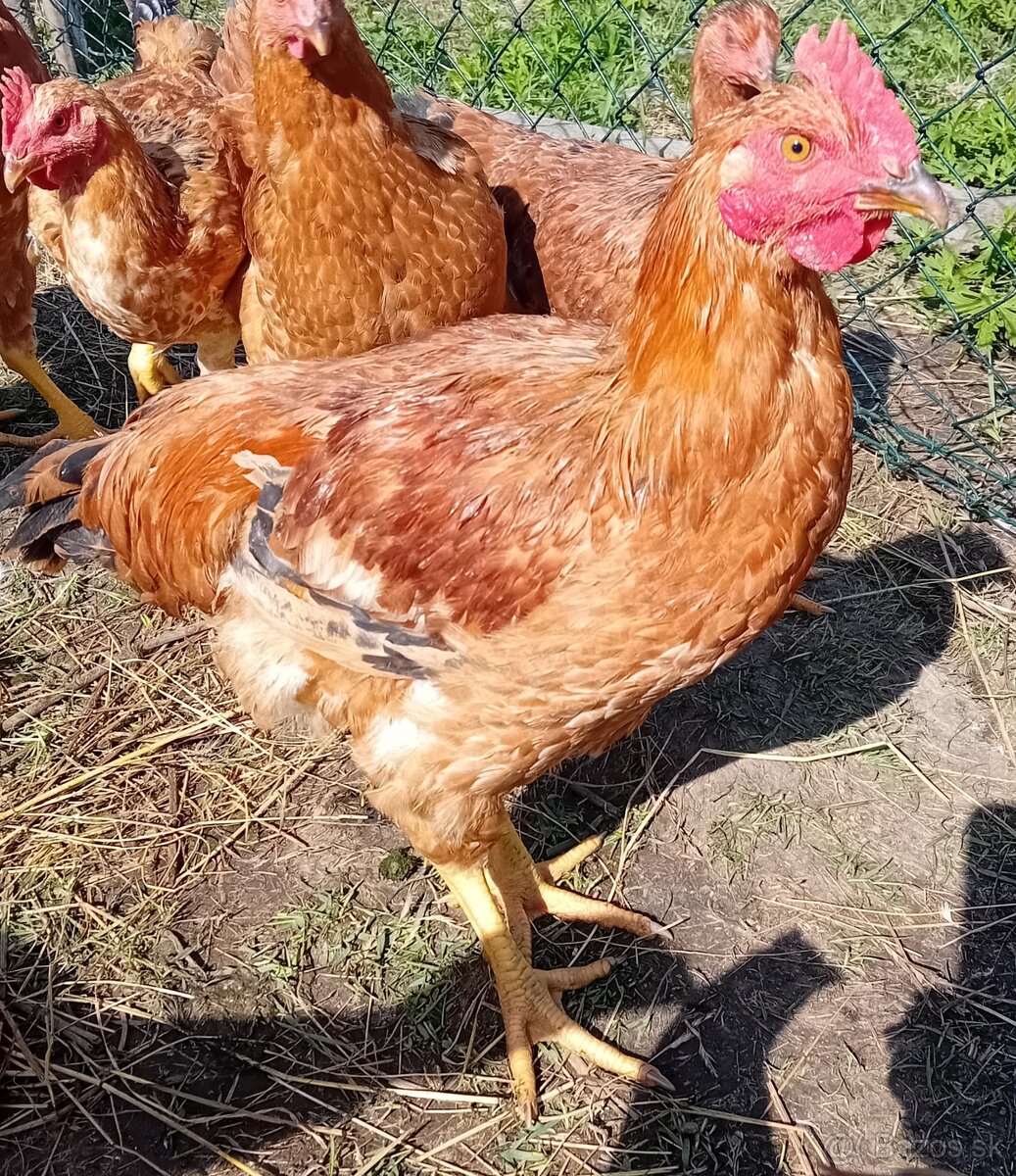 Kohuty kalimero