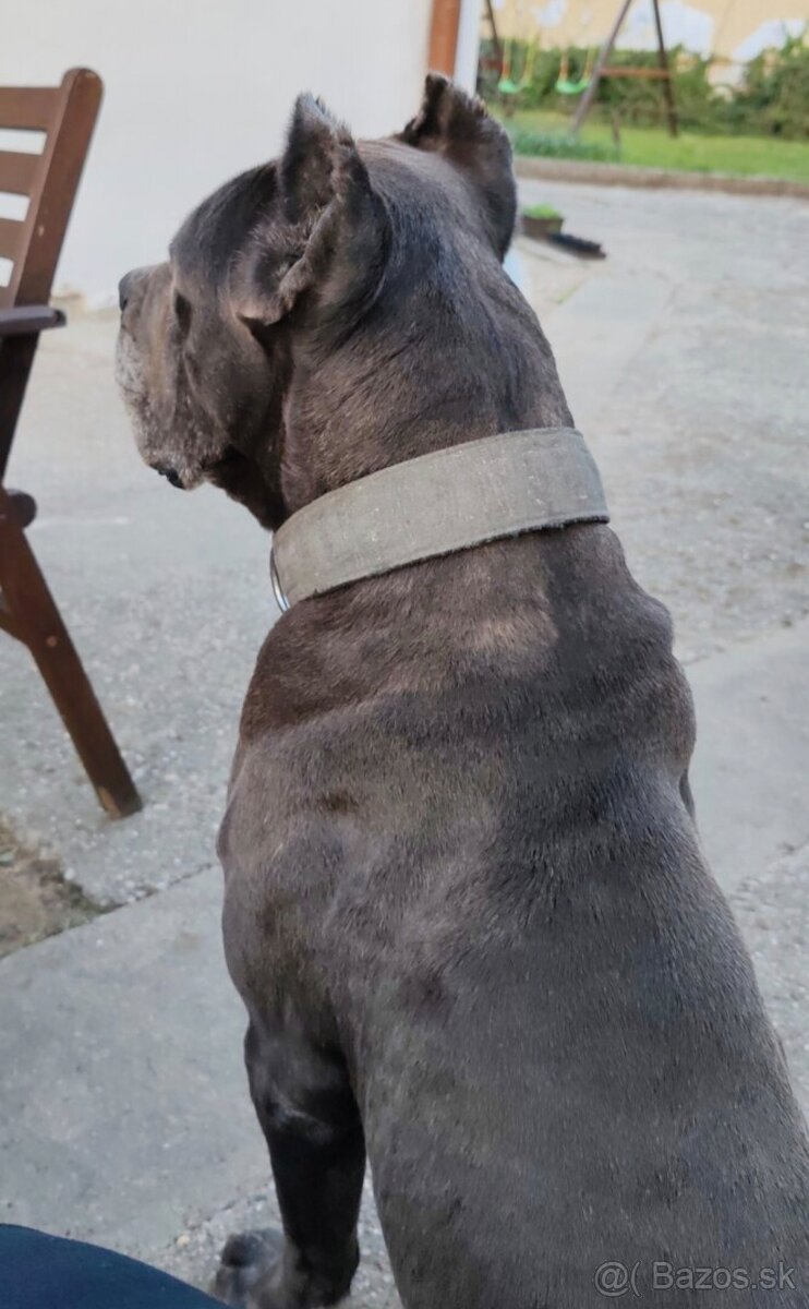 Darujeme cane corso