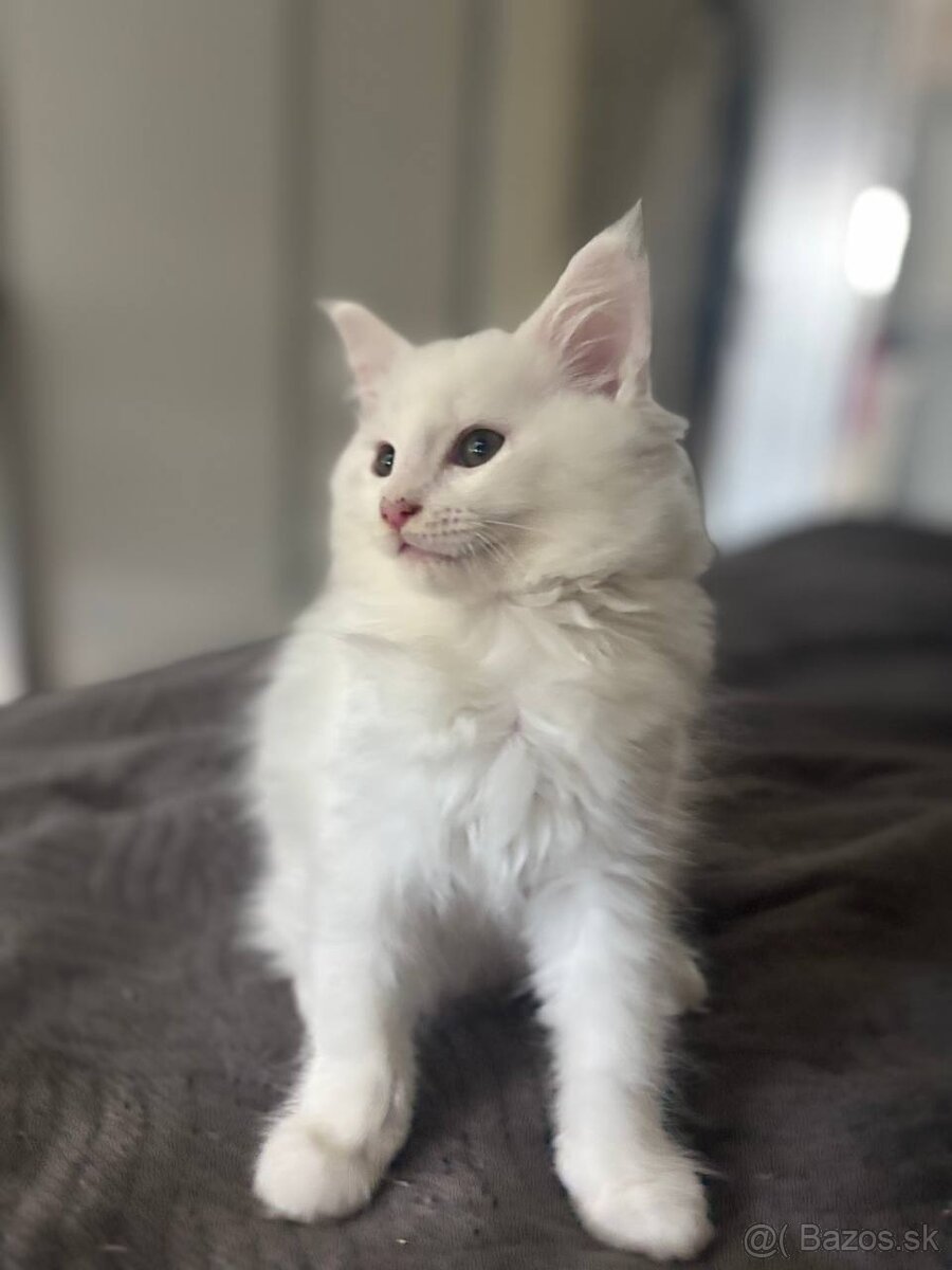 Maine coon mačiatka k odberu