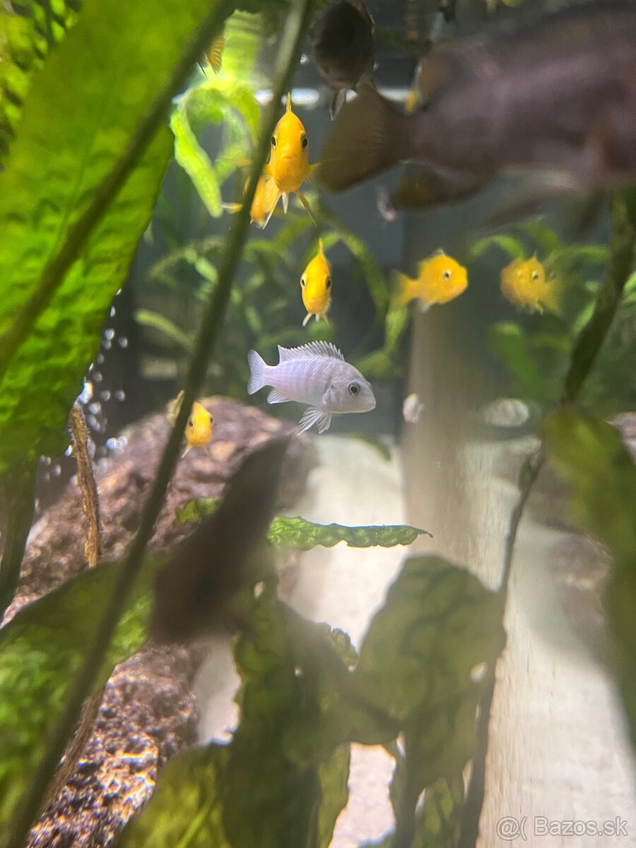 Africké cichlidy