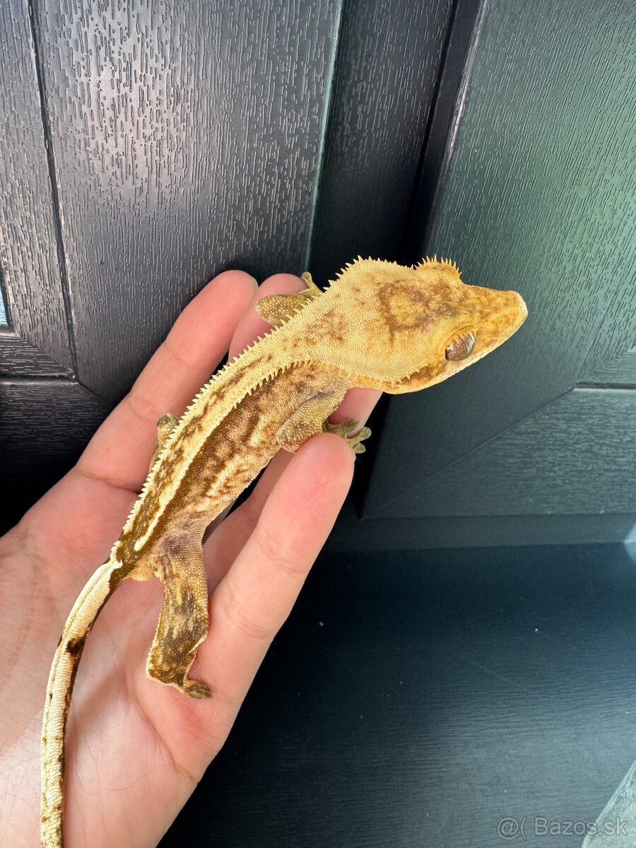 Pagekon riasnatý - samec