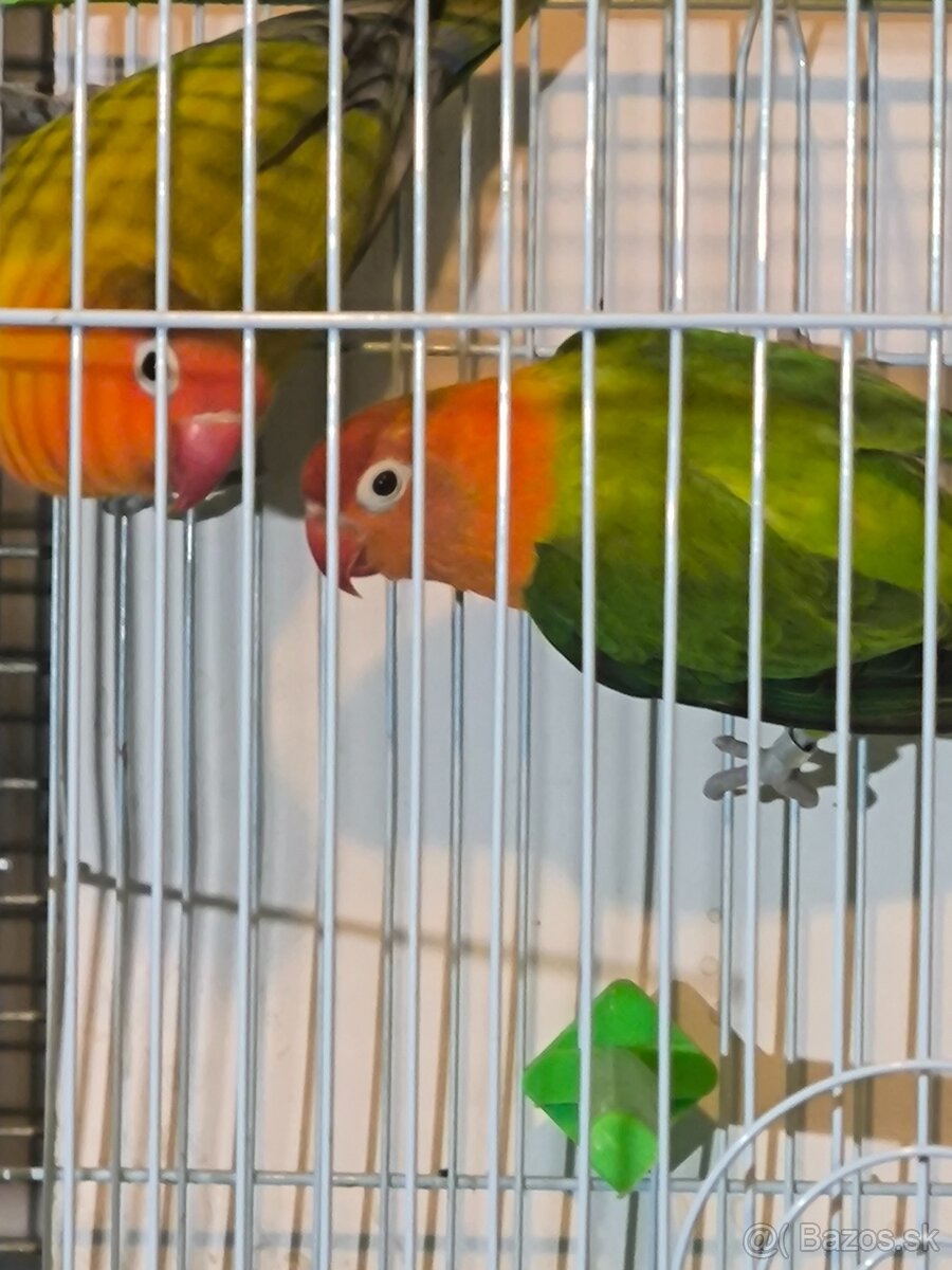 Agapornis Fischer