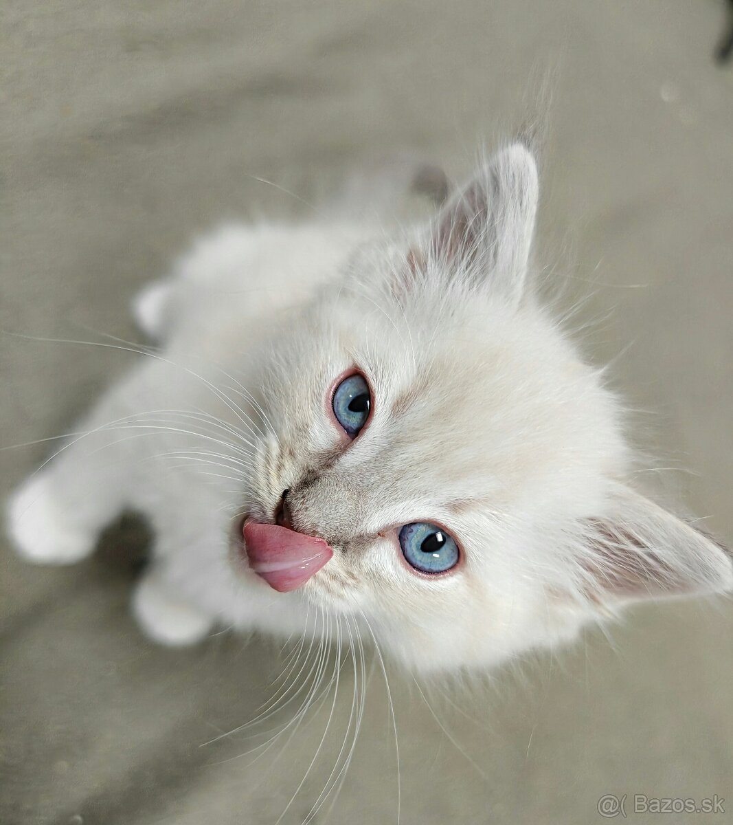 Ragdoll