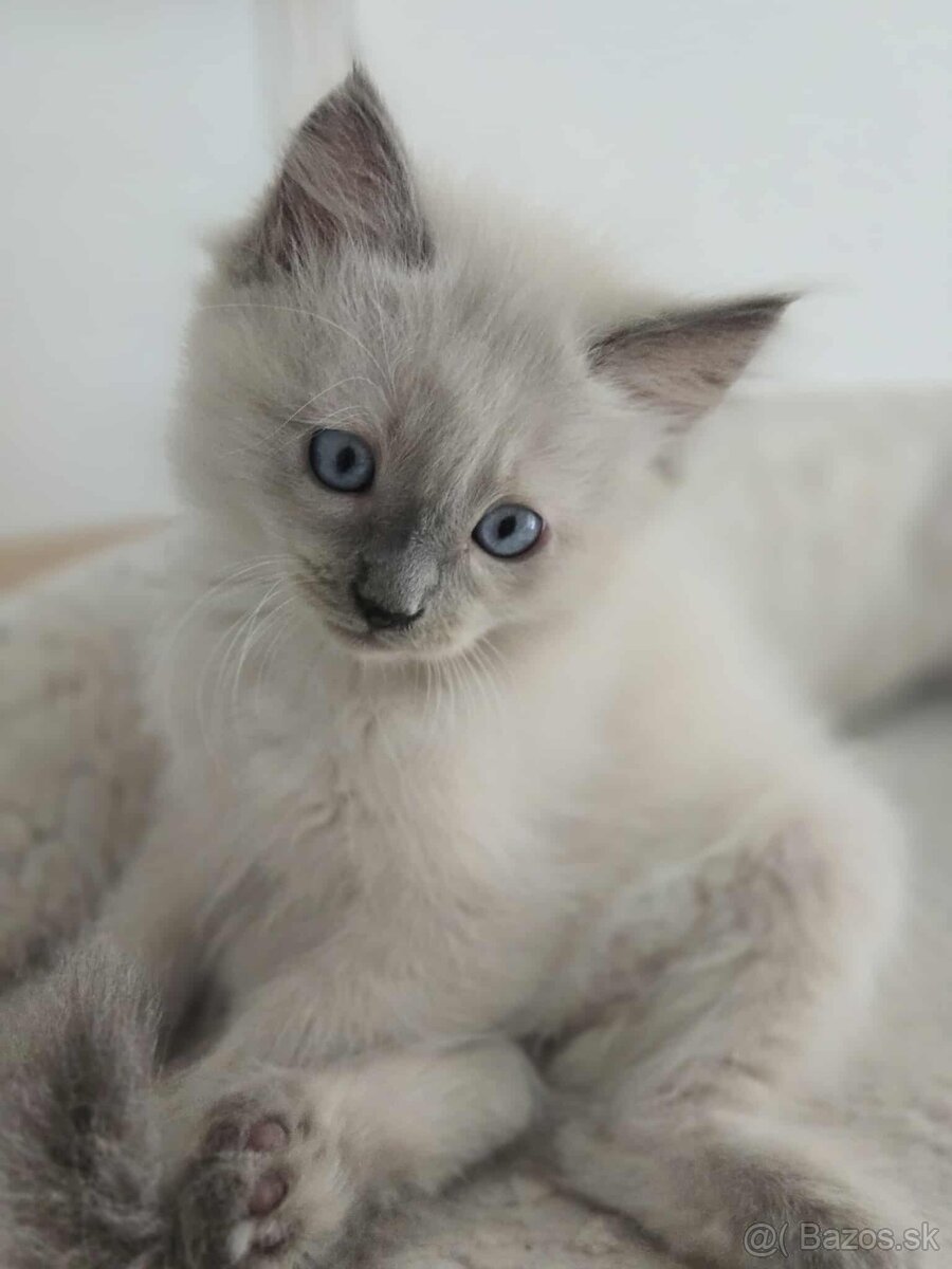 Ragdoll mačiatka