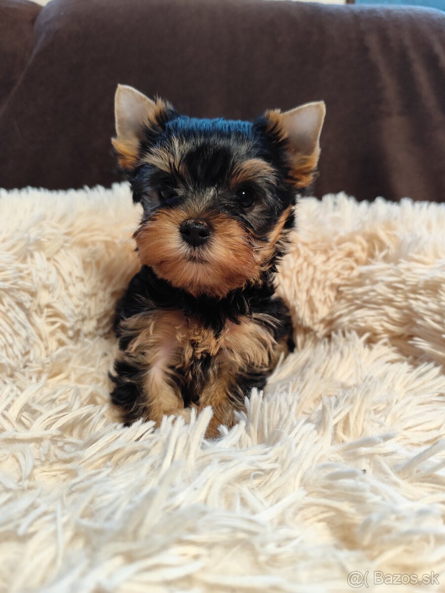 Yorkshire terrier, York, Yorkshirský teriér