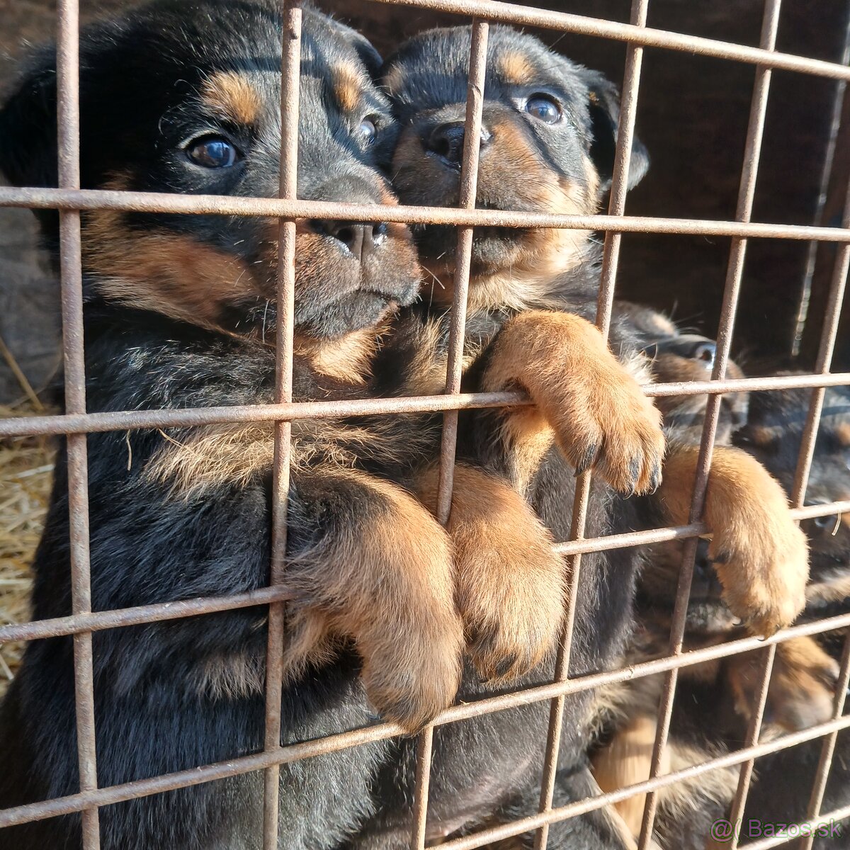 Rotvajler steniaka rodicia pp