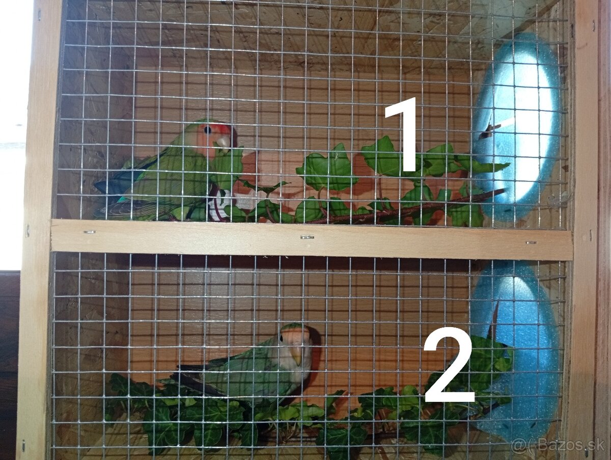 Predám agapornisov ružovohrdlých