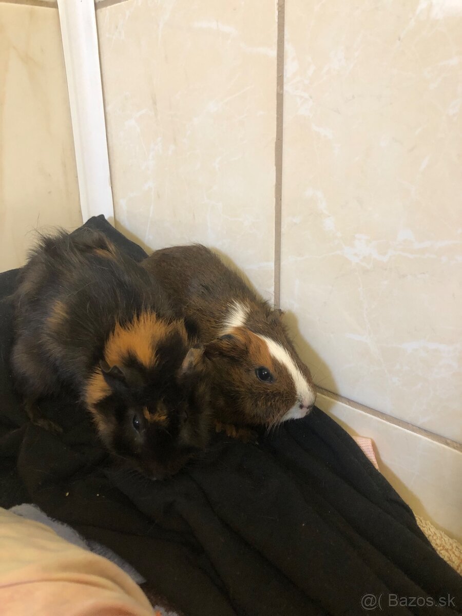 Darujem 2 Morčatka posledné. Odber možný hneď dnes