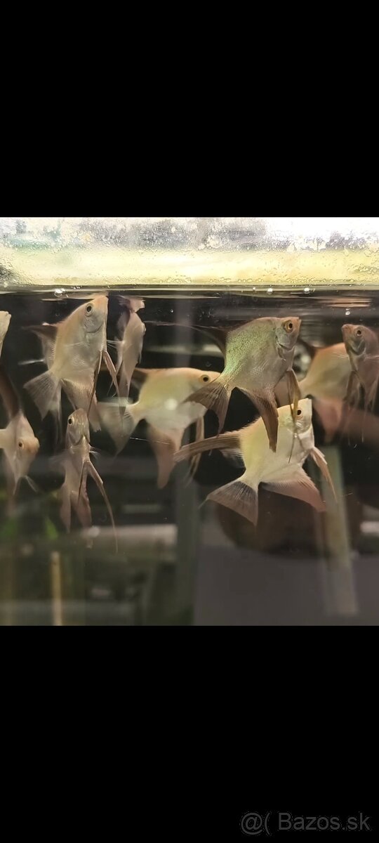 Pterophyllum Bulgarian