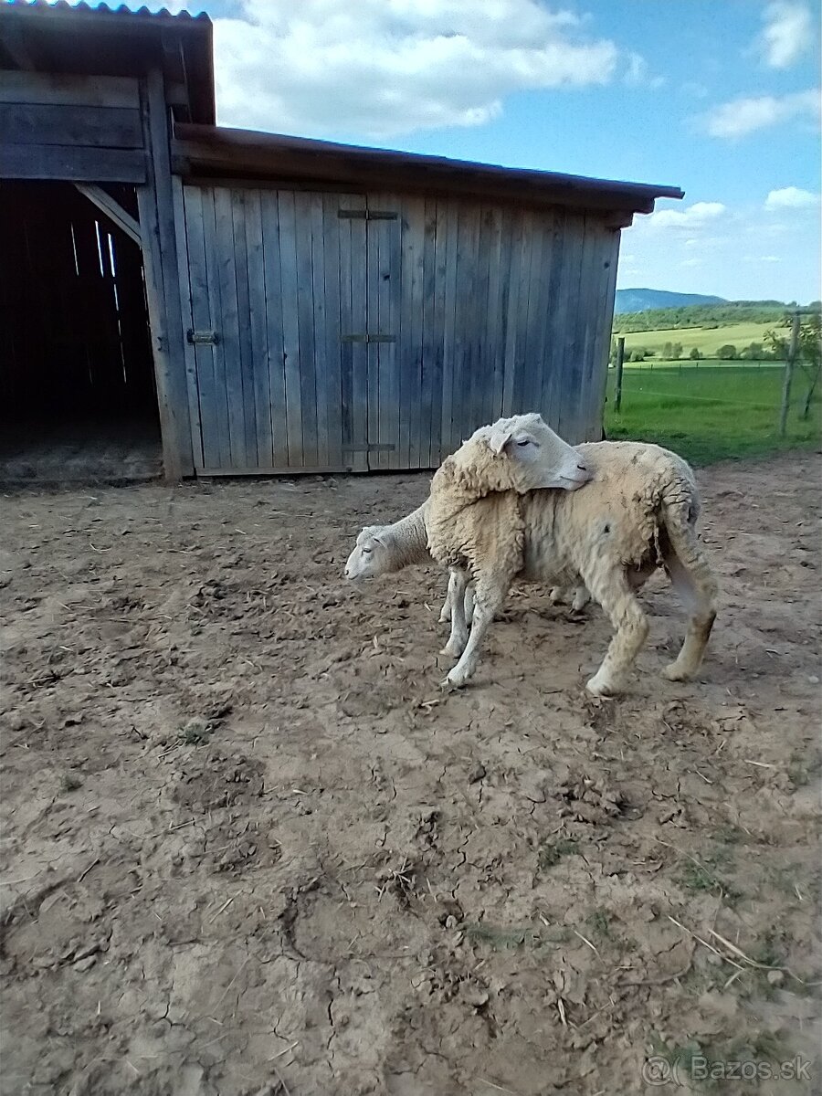 Ovca s jahnatom
