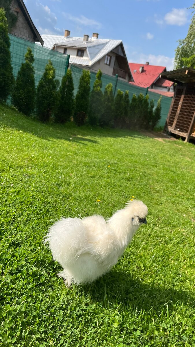 Kohútiky hodvabnicky