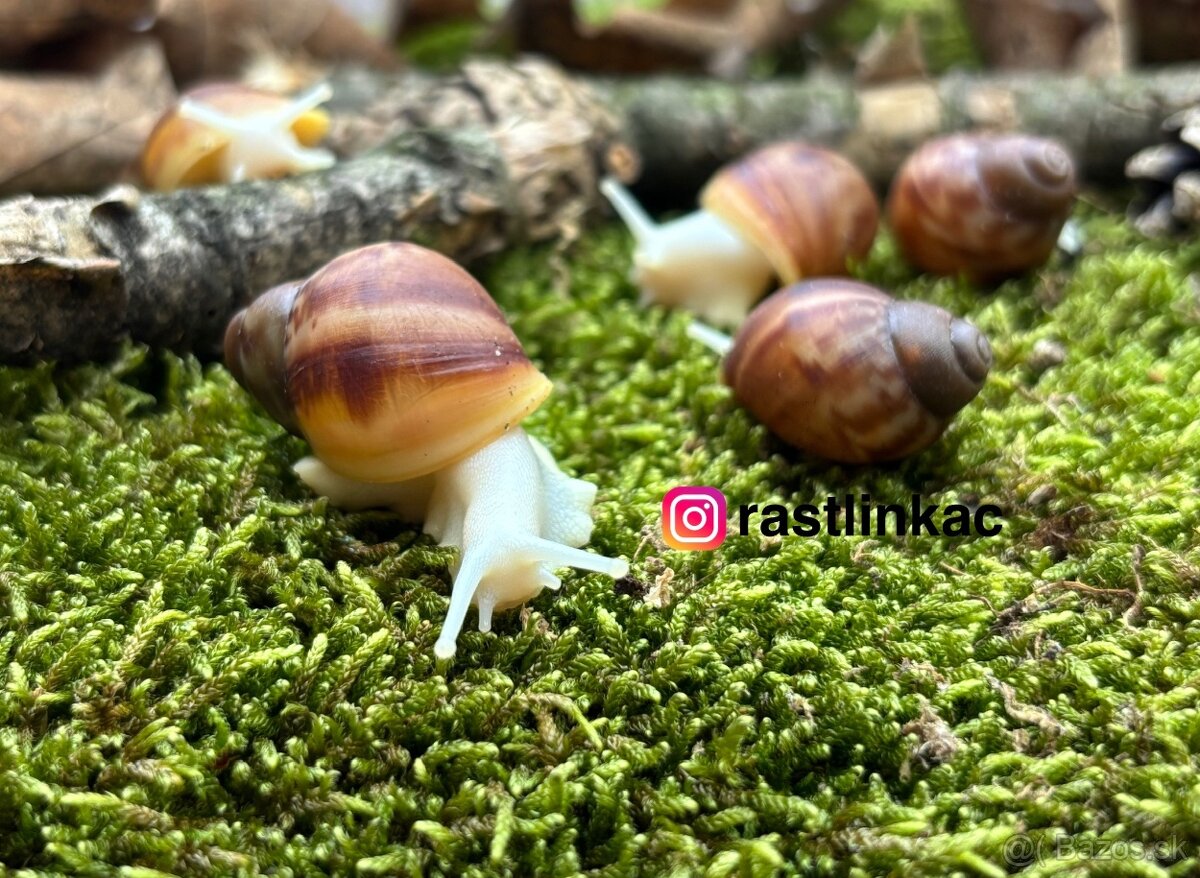 Africké slimáky ARCHACHATINA