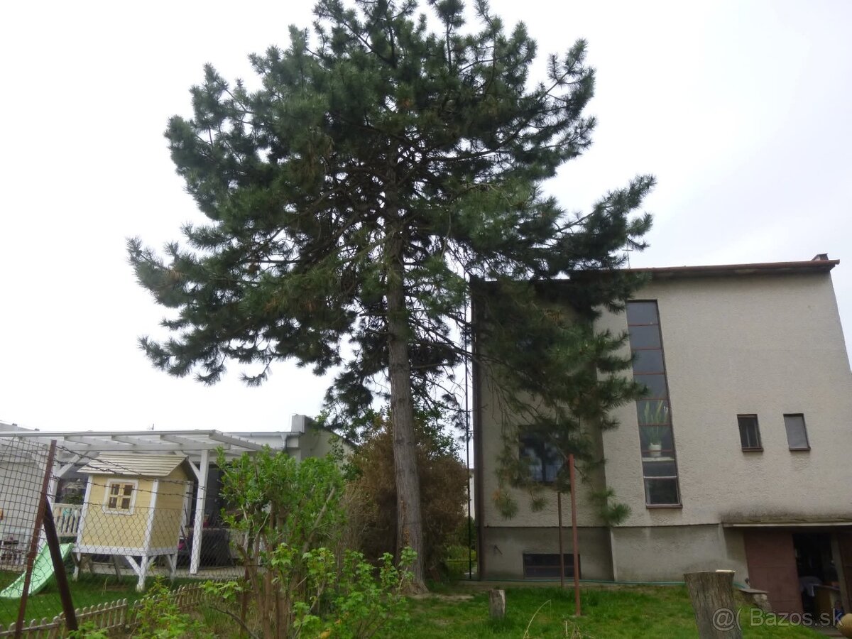 Pílenie stromov, rizikove pílenie