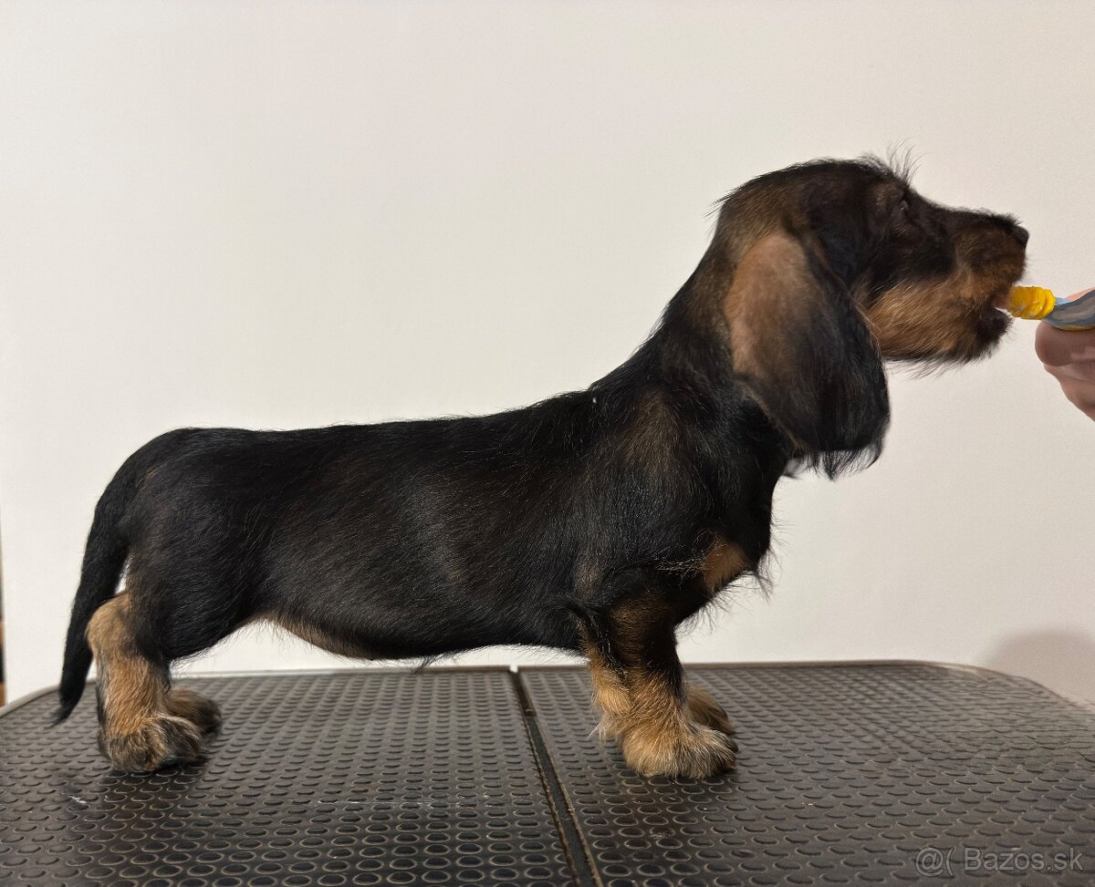 Jazvečík hrubosrstý