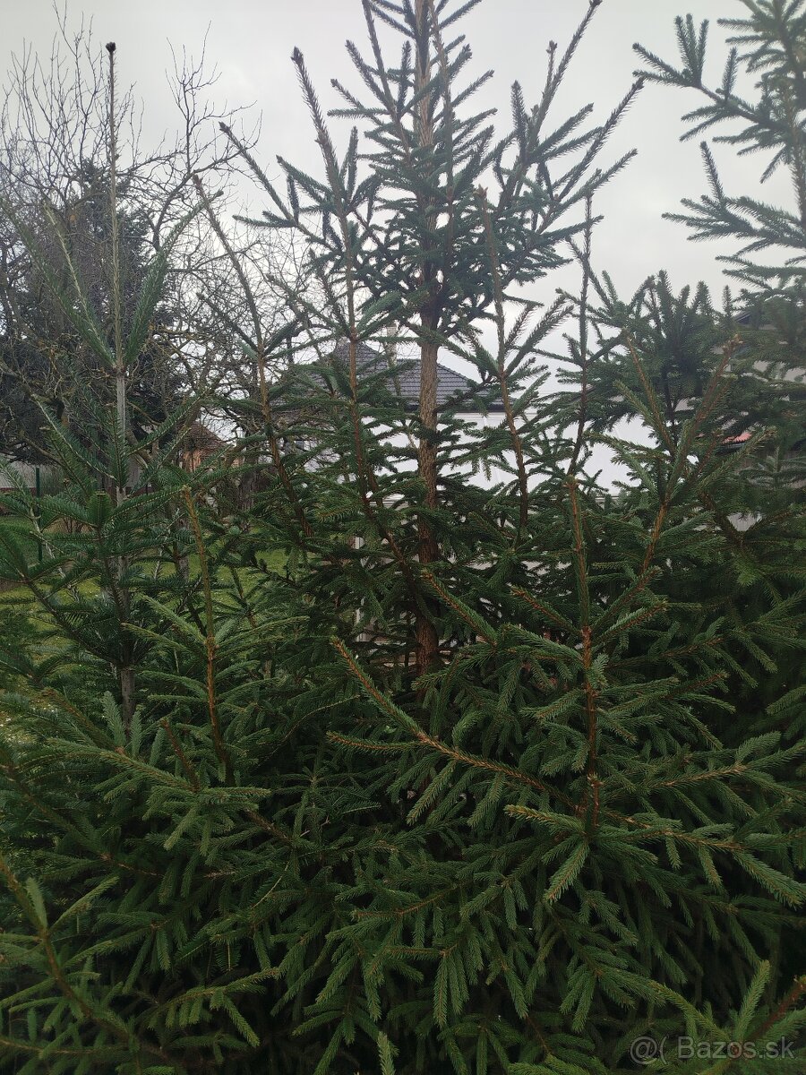 Vianočný stromček