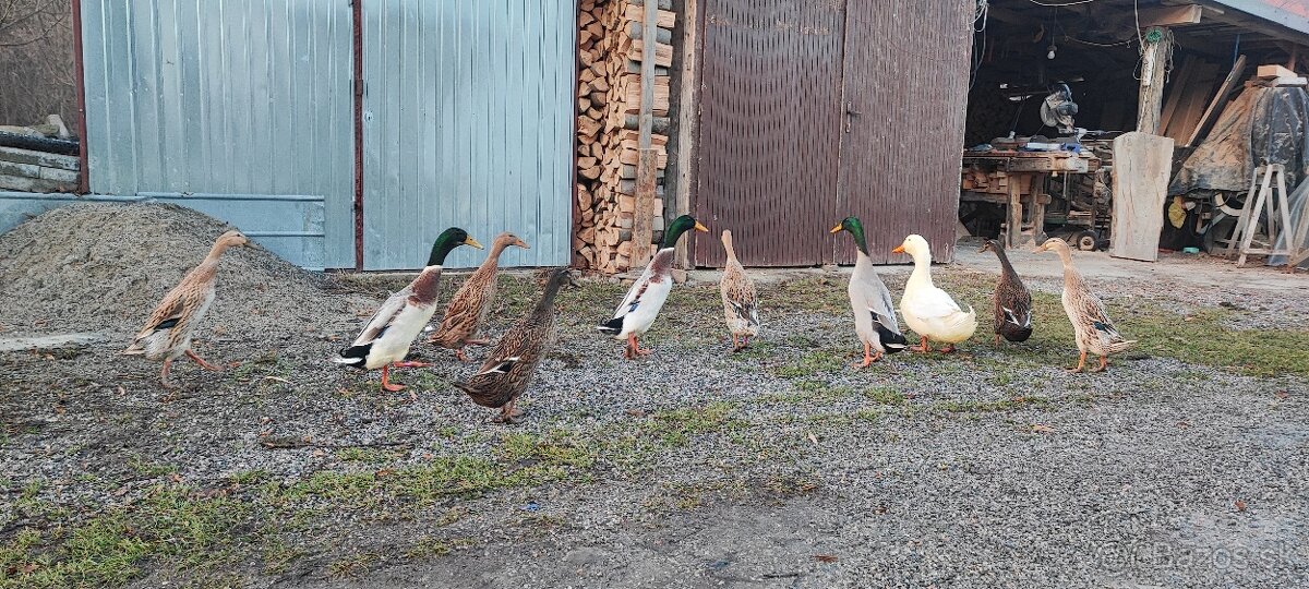 Indický bežec - káčer