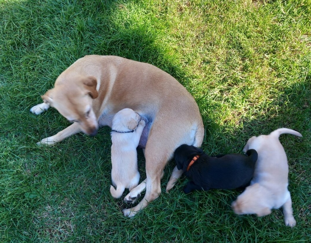 Labrador fenka