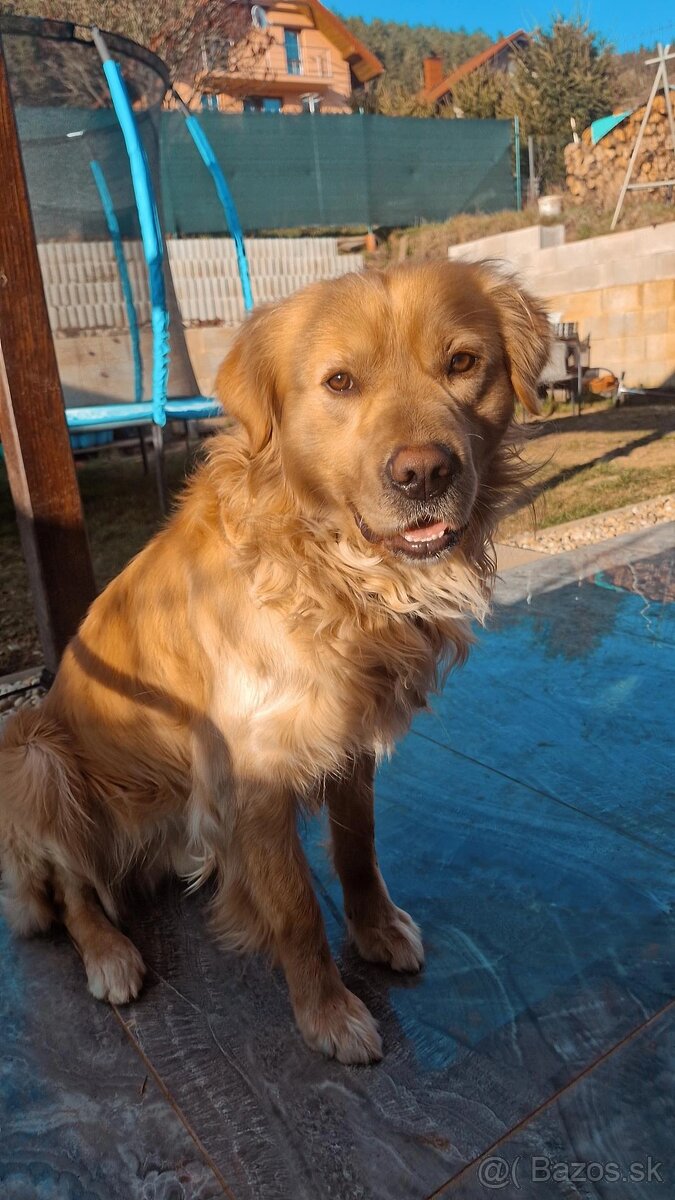 Darujem labradorského retrievera