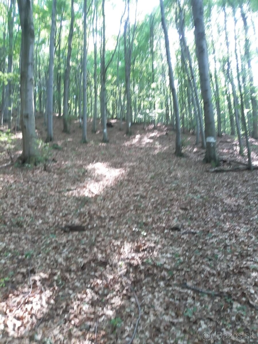 Predaj - lesy, k.ú. Vagrinec