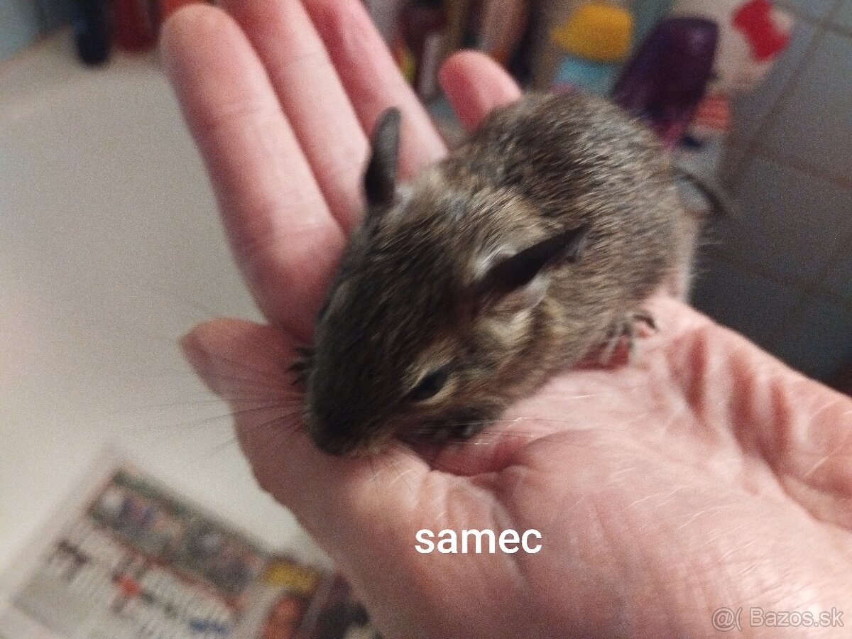 Predám osmakov degu