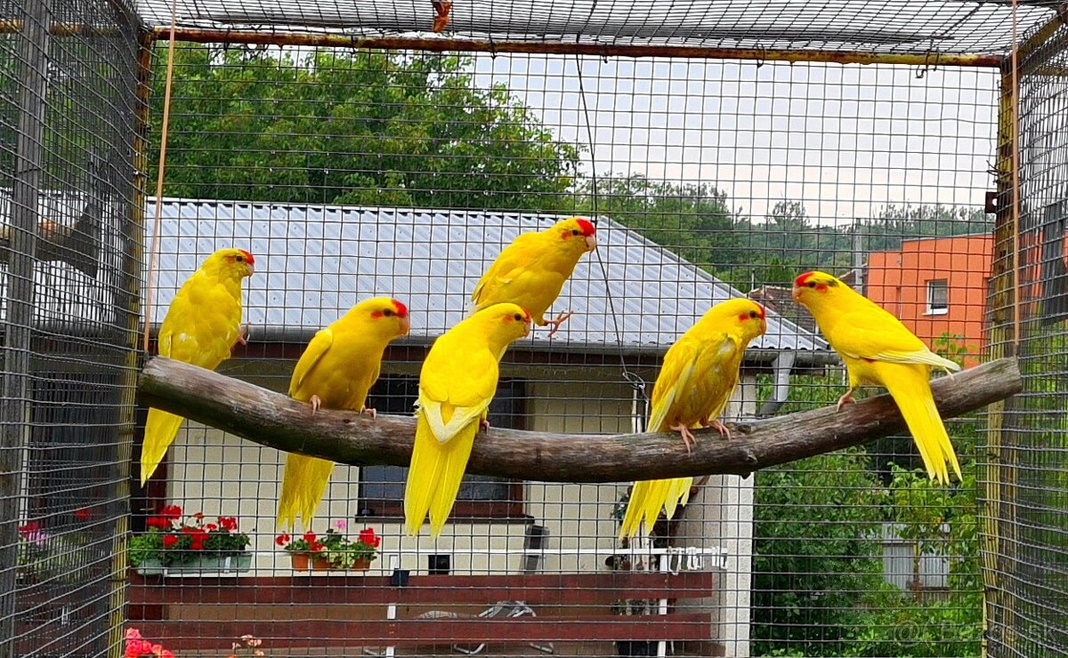 Kakariky červenočele.