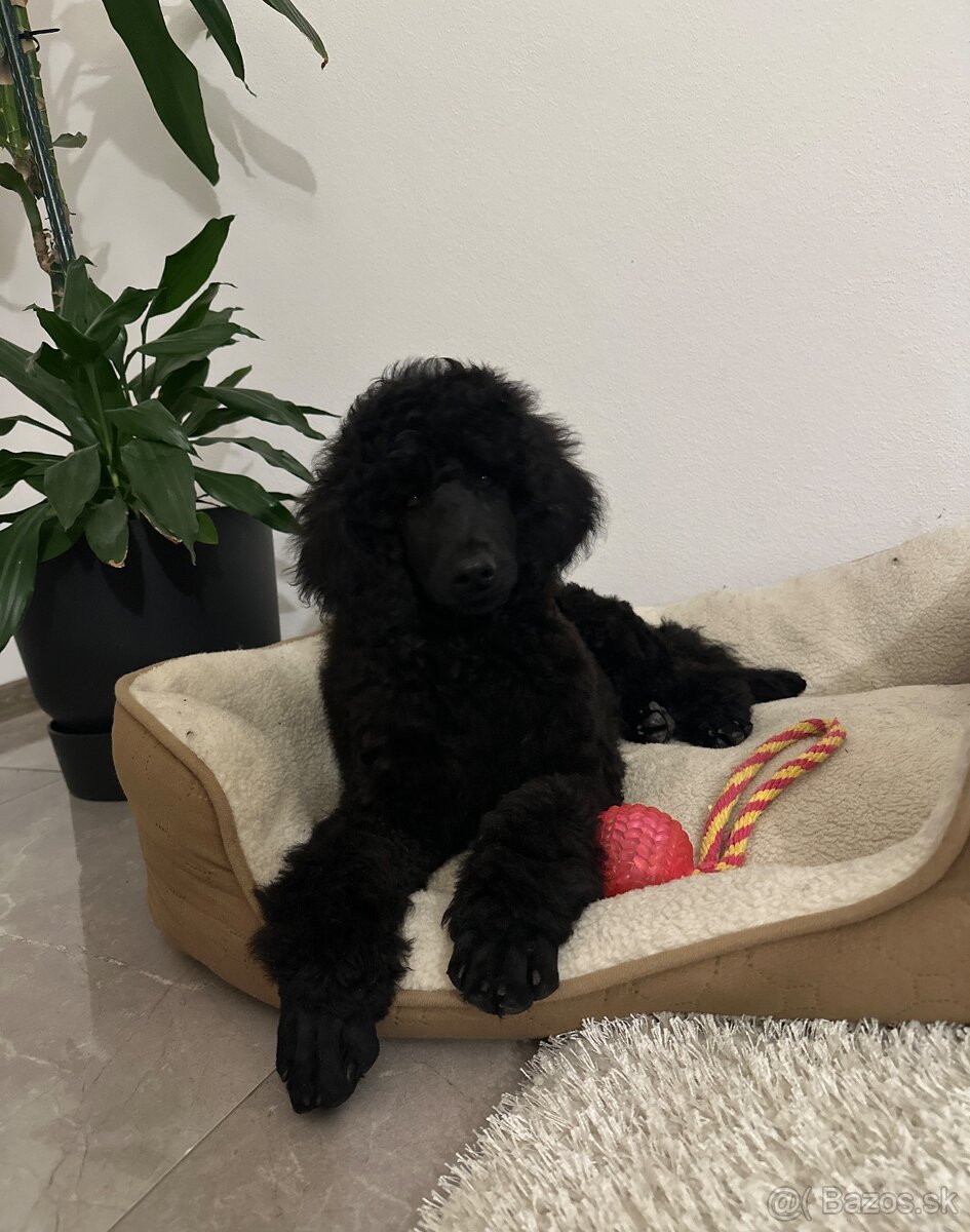 Pudel veľký čierny