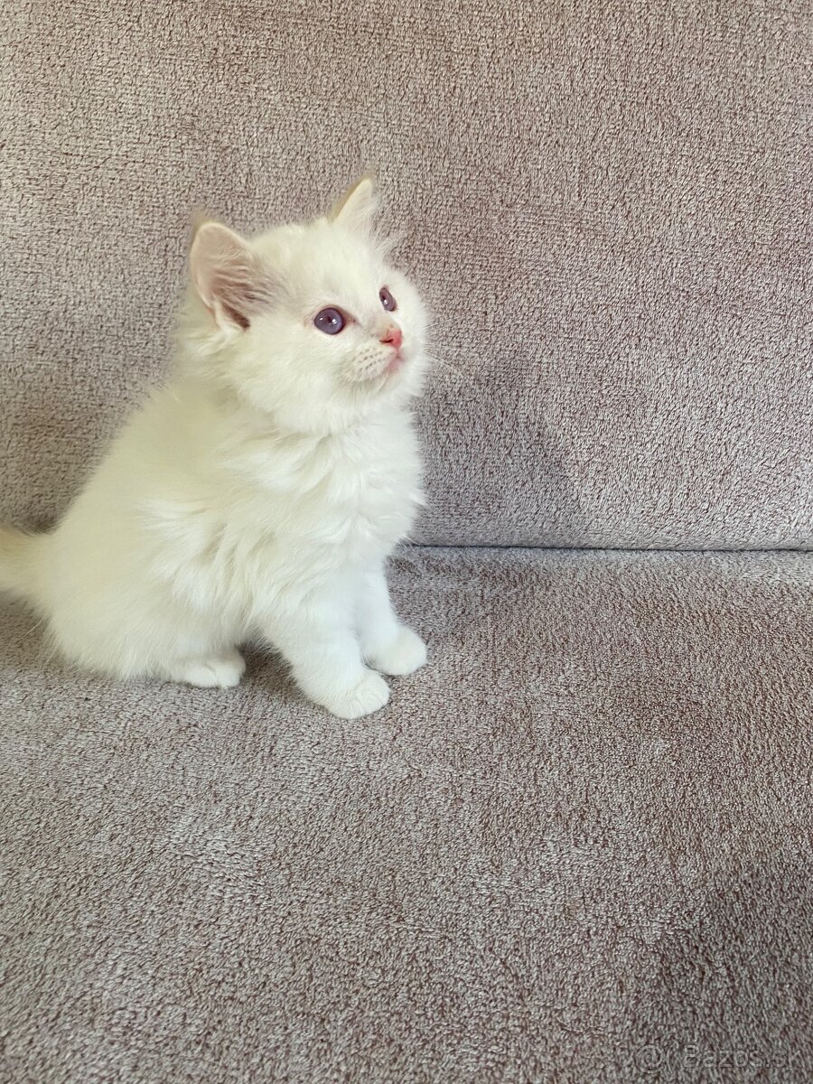 Ragdoll bez PP