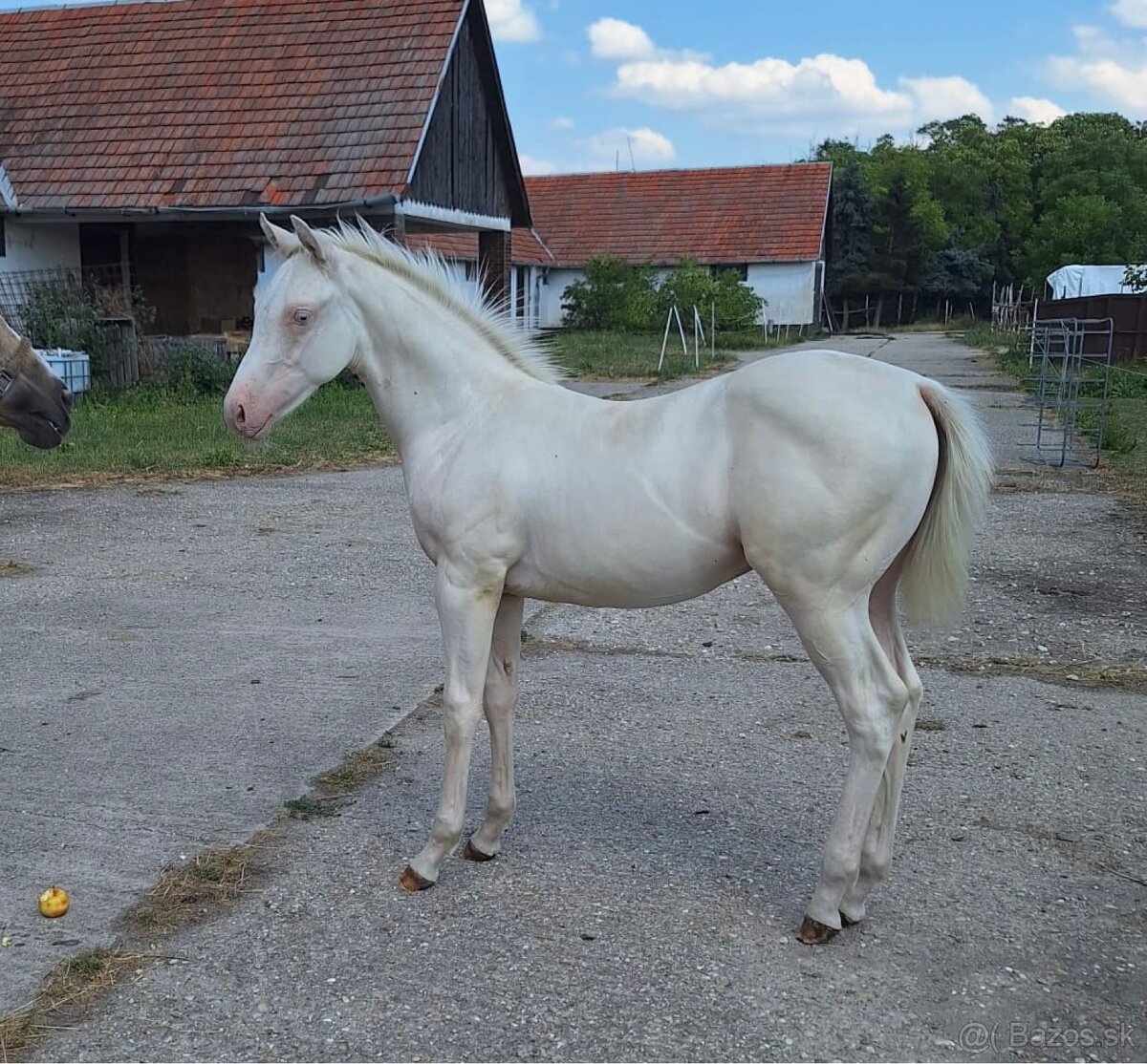 Atraktívny cremello žrebček