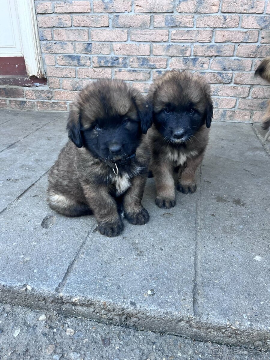 Leonberger šteniatka
