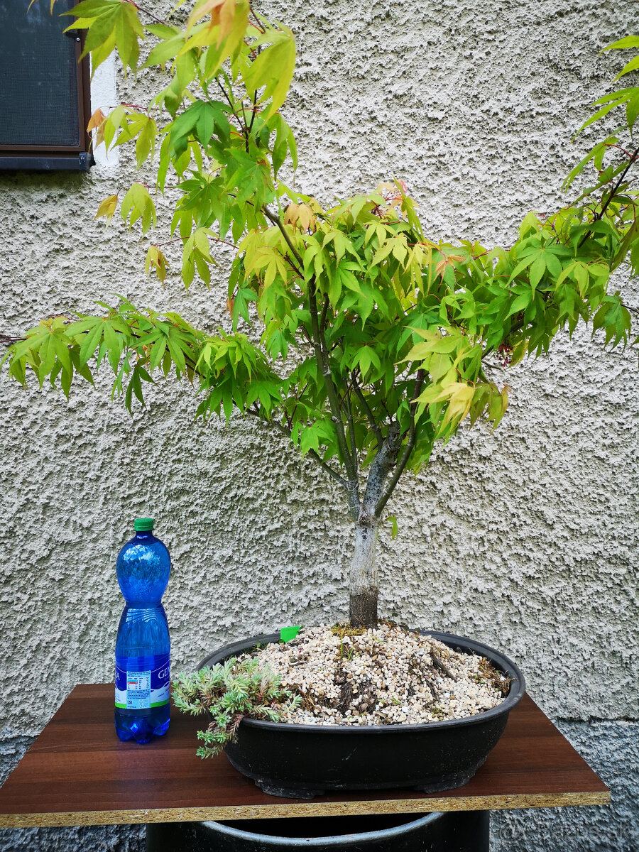 Bonsai 19