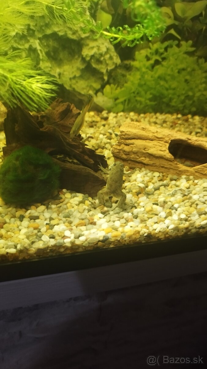 Akvarijné žaby