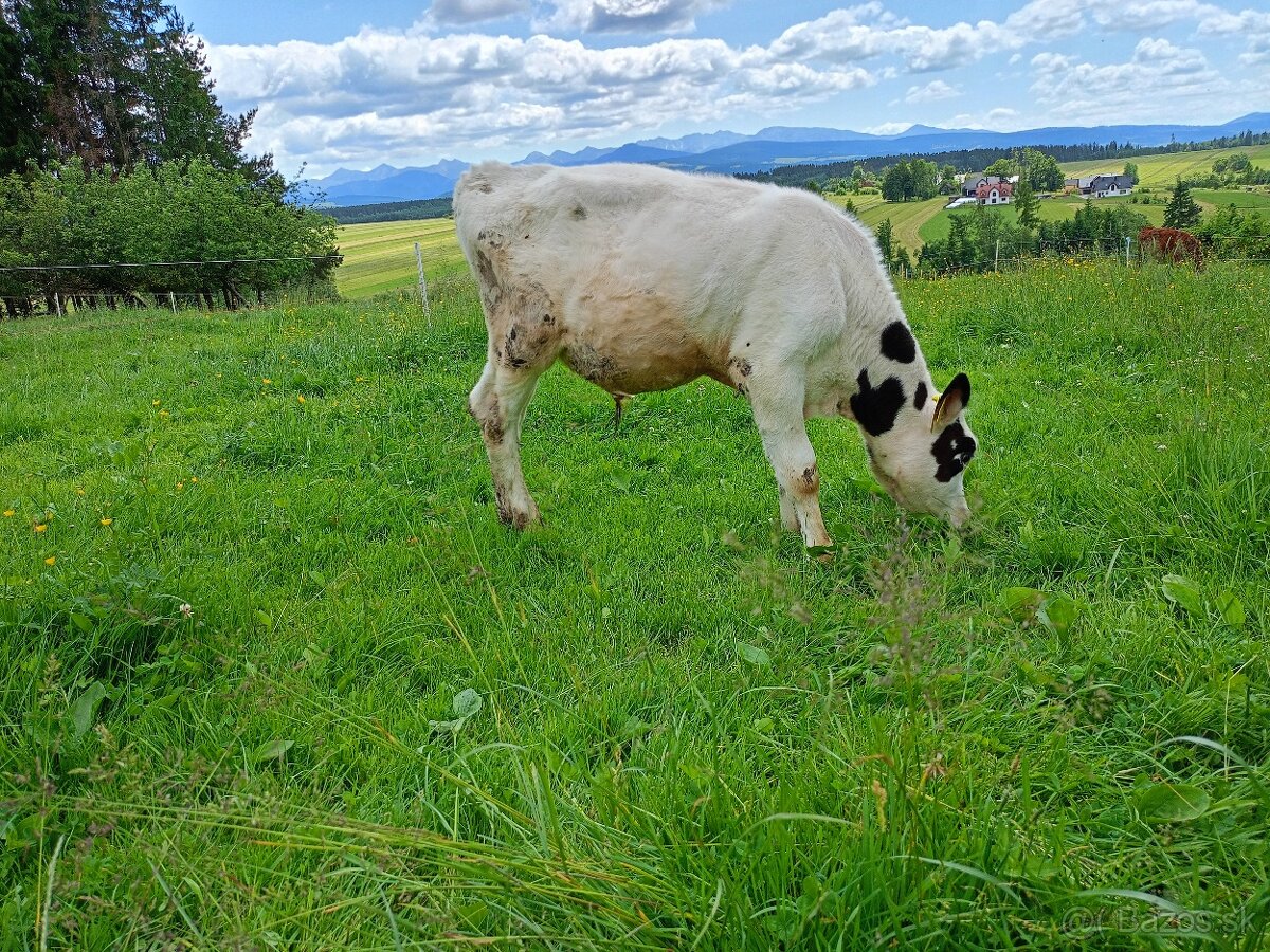 Býček mesačný