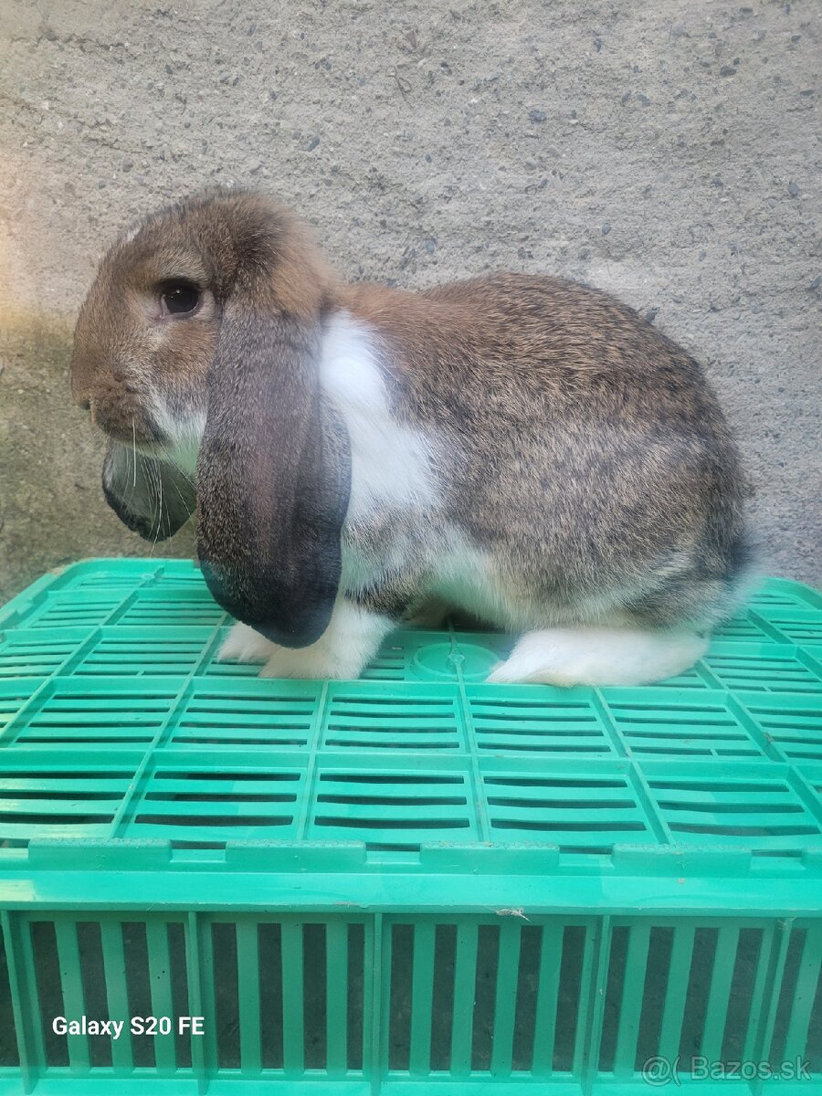 Francuzsky baran