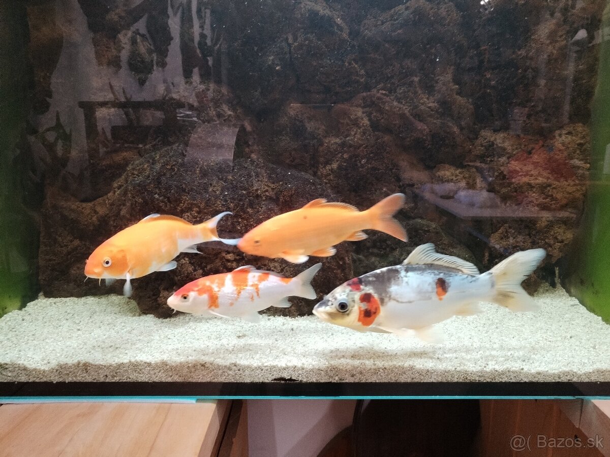 Koi kapre