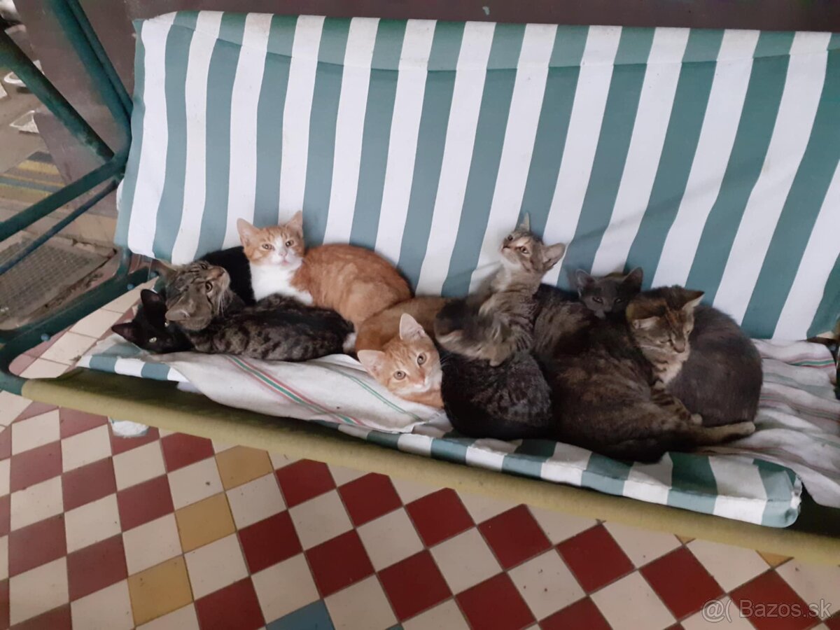 Darujem mačičky
