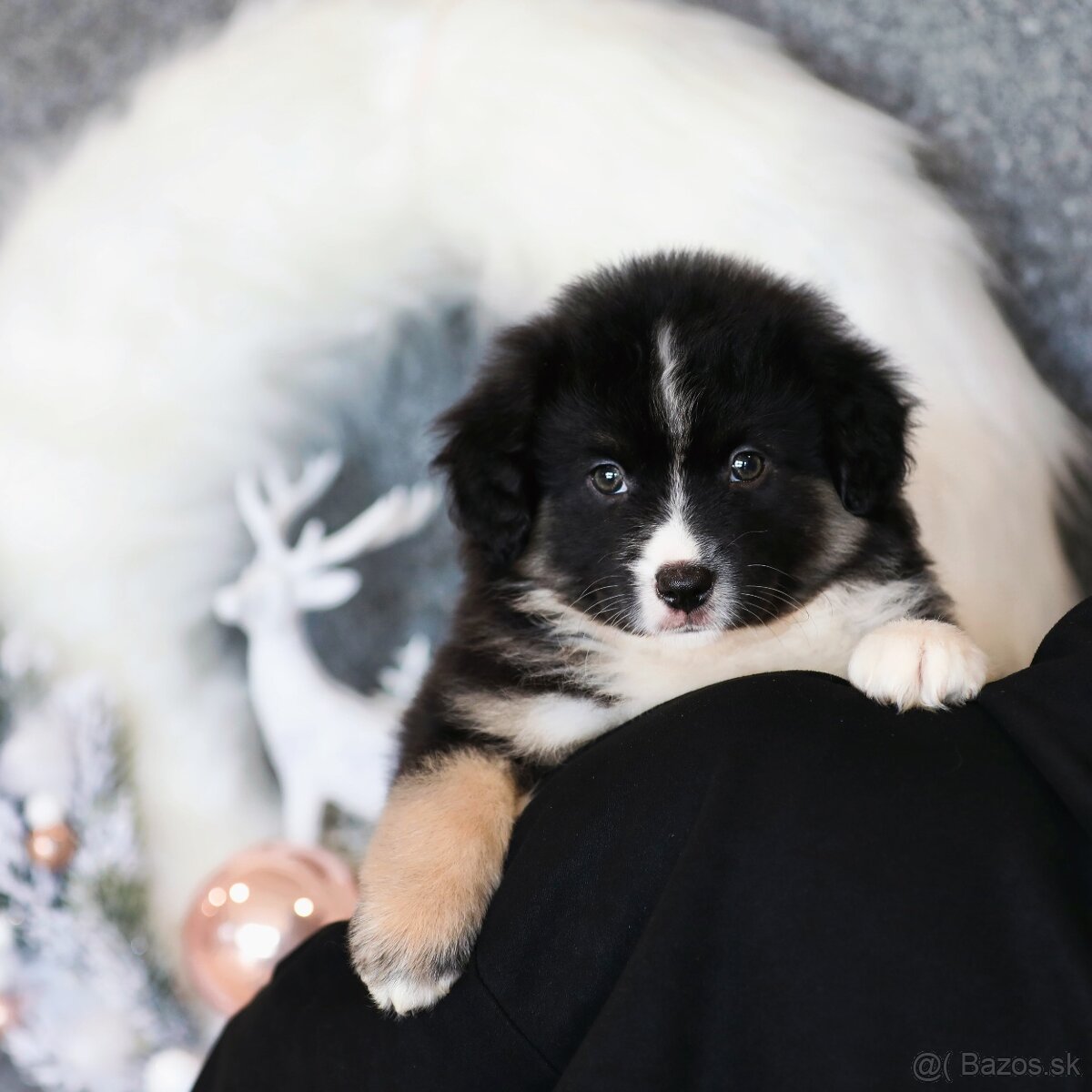 Miniatúrny americký ovčiak