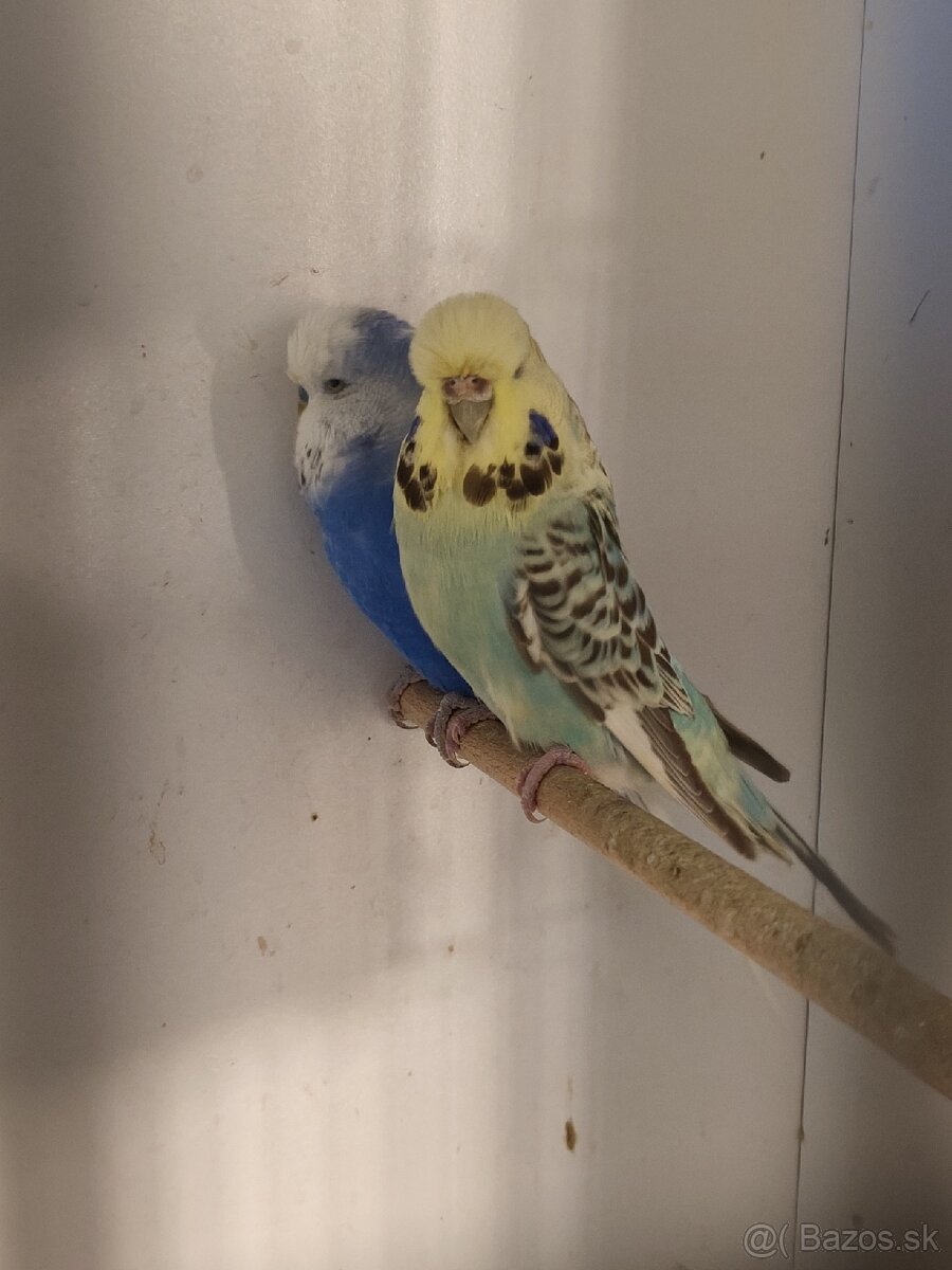 Výstavné andulky celý chov