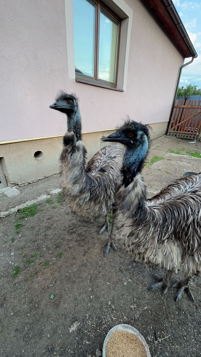 Chovny Pár Emu