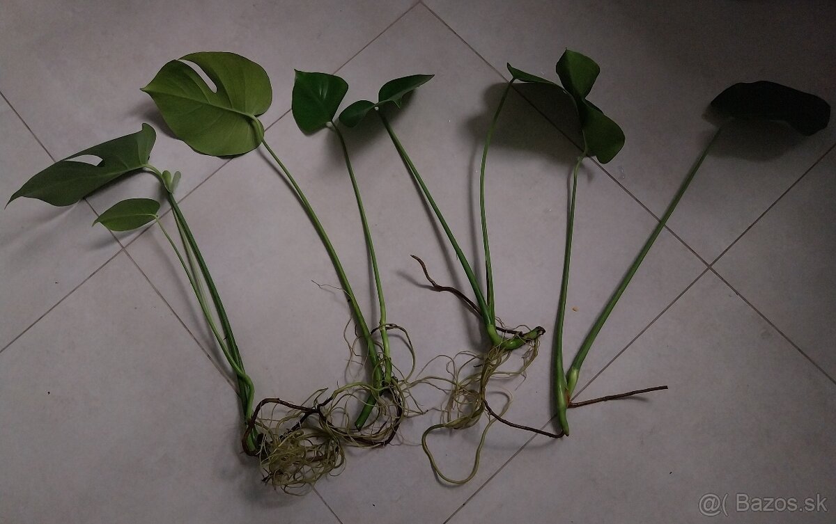 Monstera deliciosa