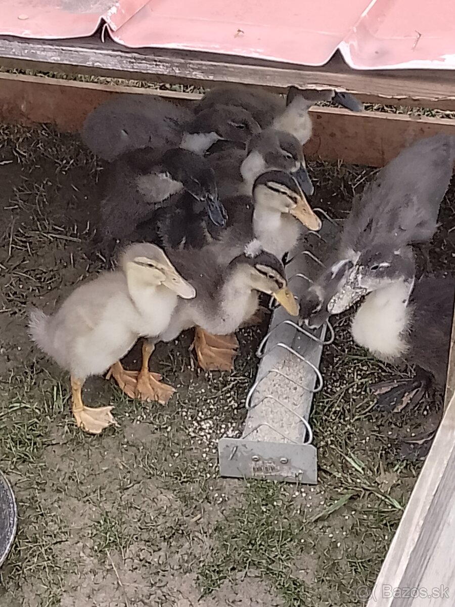 Indický bežec