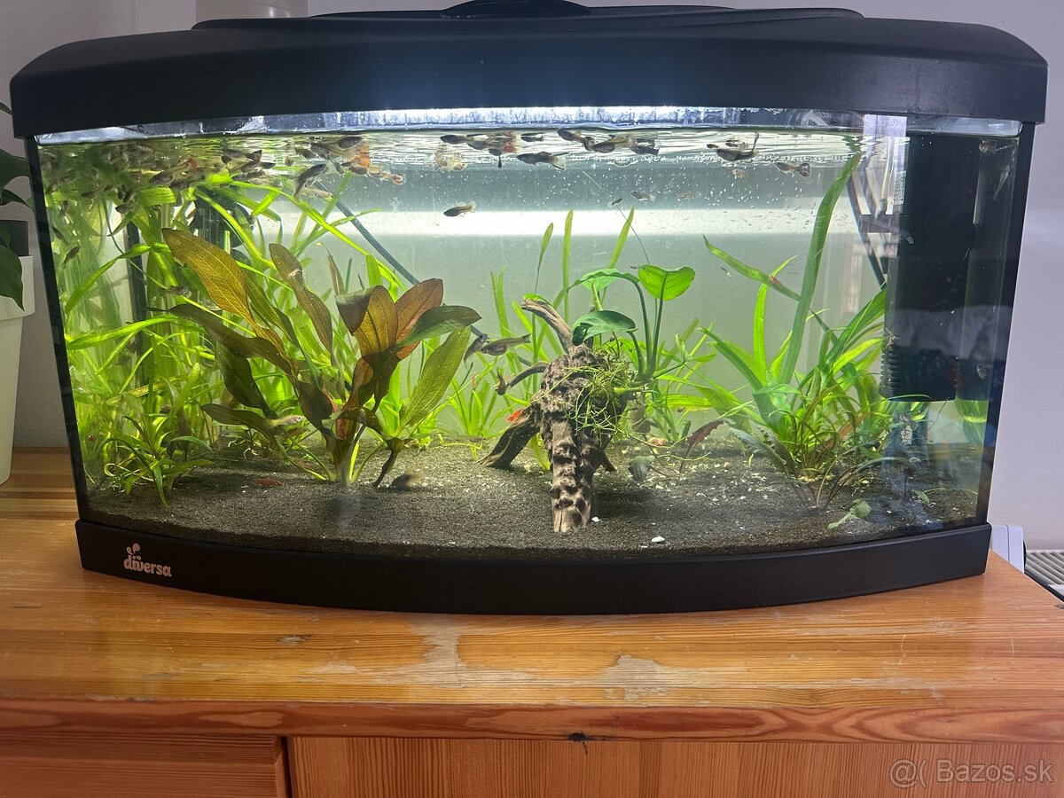 AKVÁRIUM DIVERSA 54l + možnosť piesku