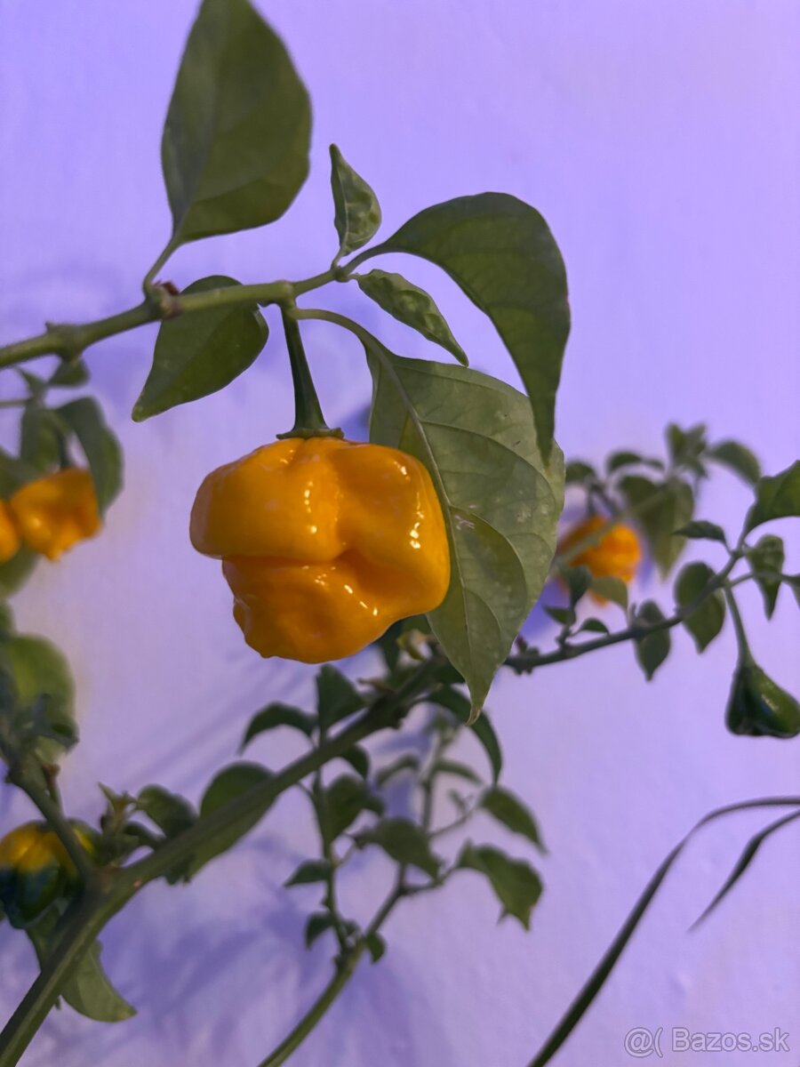 Chilli