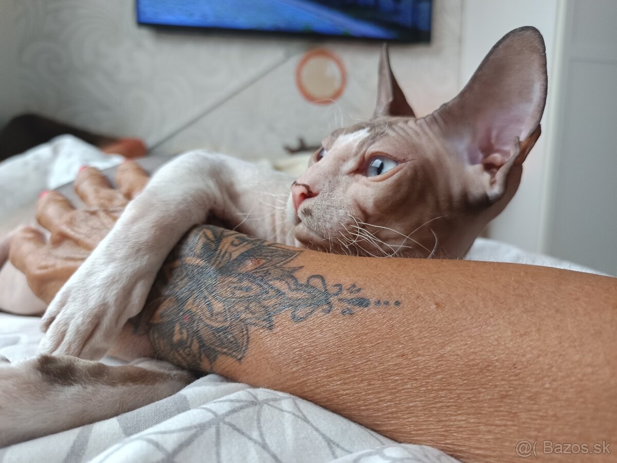 Don sphynx kocúrik s PP na krytie