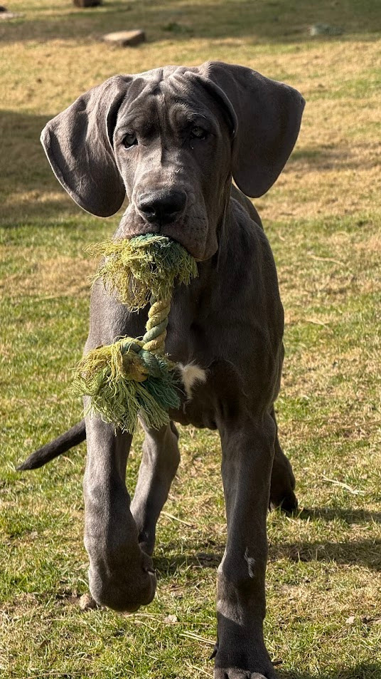 Německá doga modrá s PP Euphorie Blue HH