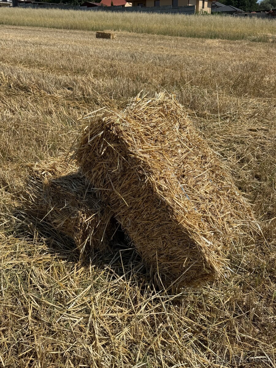 Ovsená slama tohtoročná