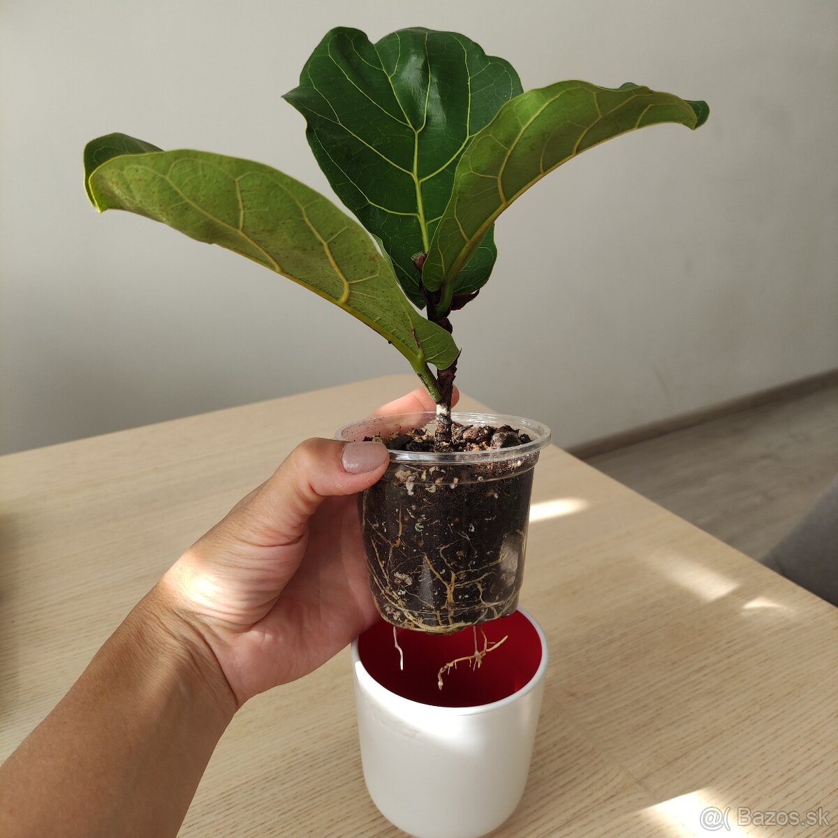 Ficus Lyrata