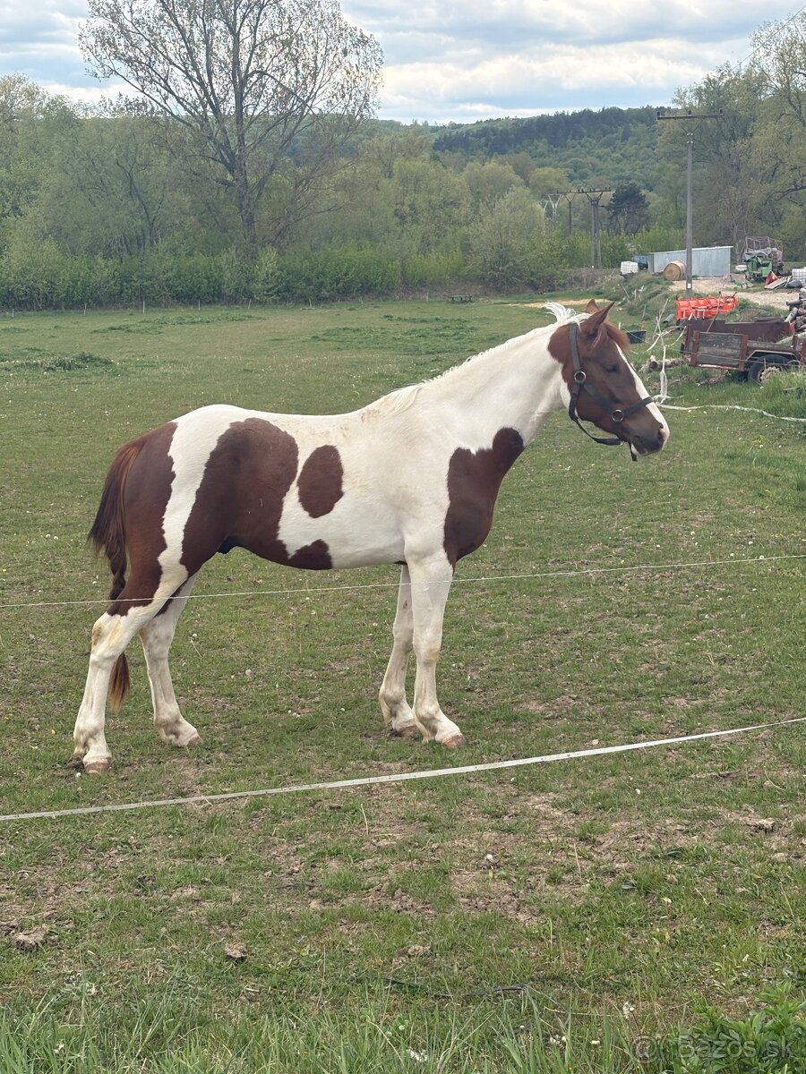Valach 1/2 QH