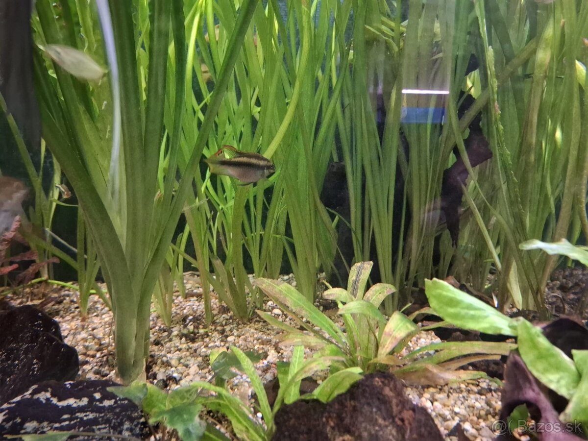 Vallisneria gigantea